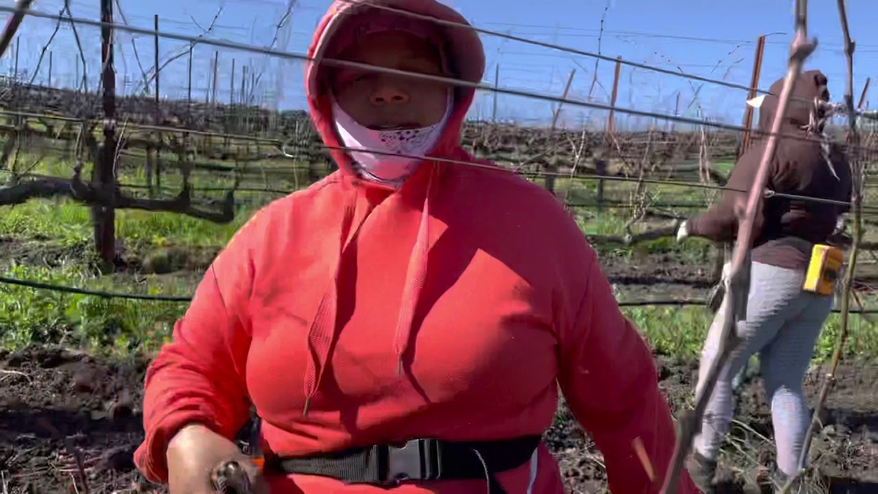 Mujeres podando viñas con las tijeras eléctricas