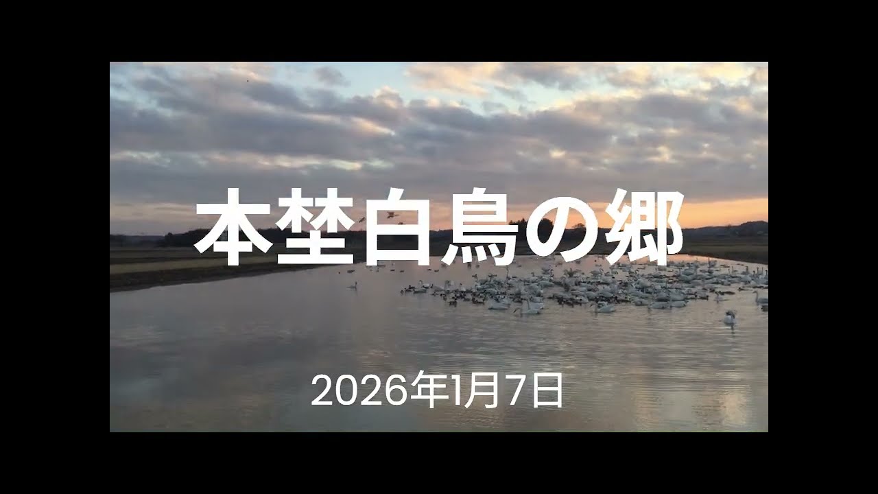 本埜白鳥の郷（2026/1/7）