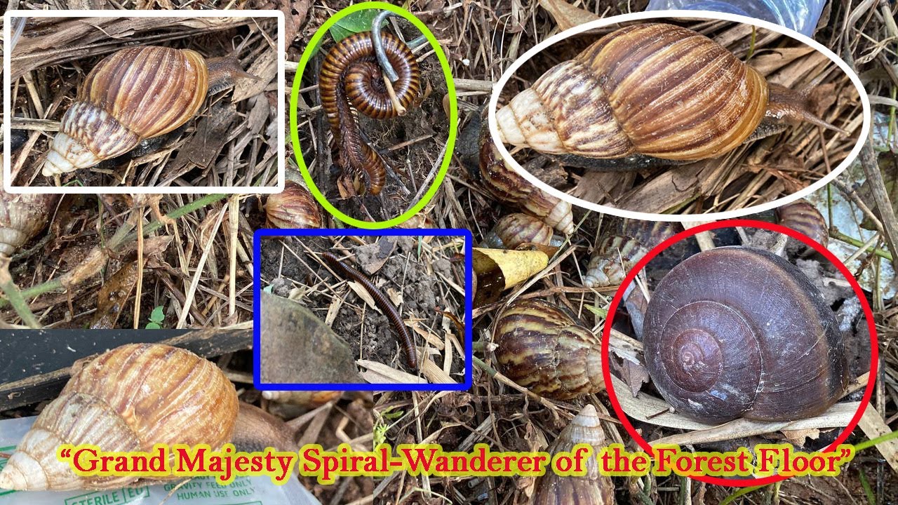 “Grand Majesty Spiral Wanderer of the Forest Floor