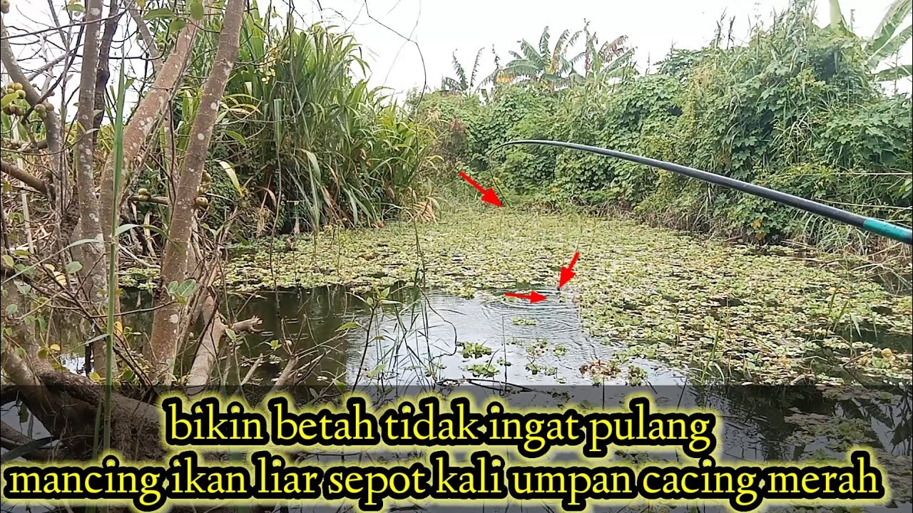 Mancing di kali mati ini yakin betah tidak ingat pulang umpan cacing merah