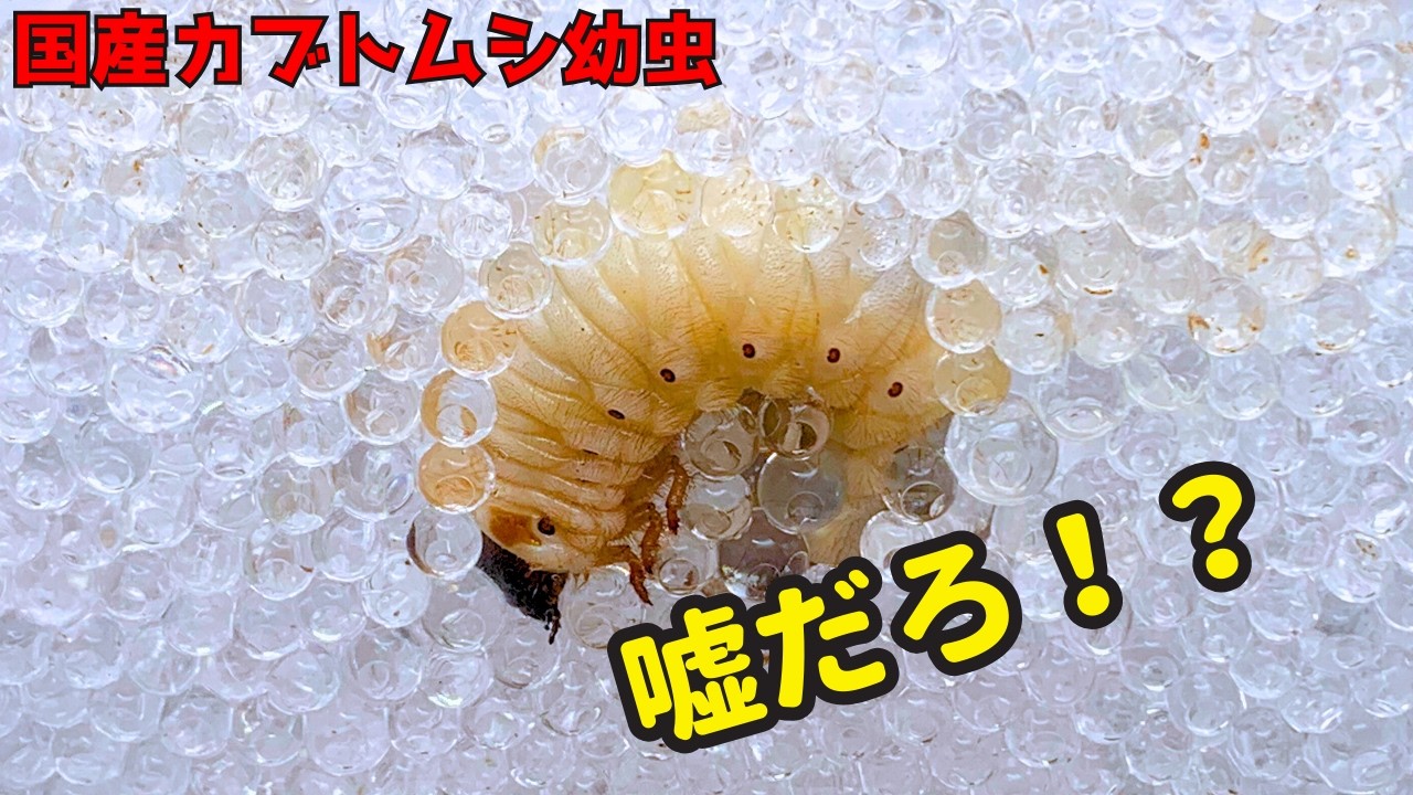 土、消した。中身丸見え。byカブ爺