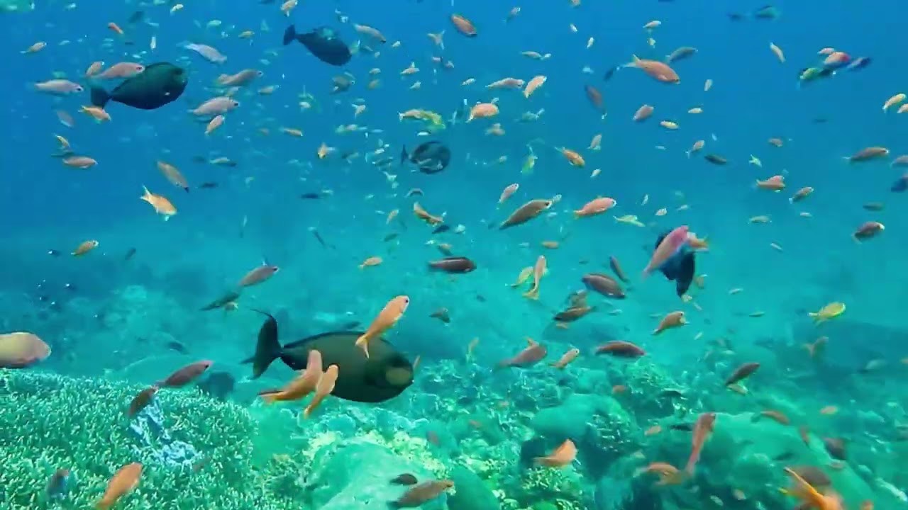 2026/02 うさ亭ダイin Bali ①
