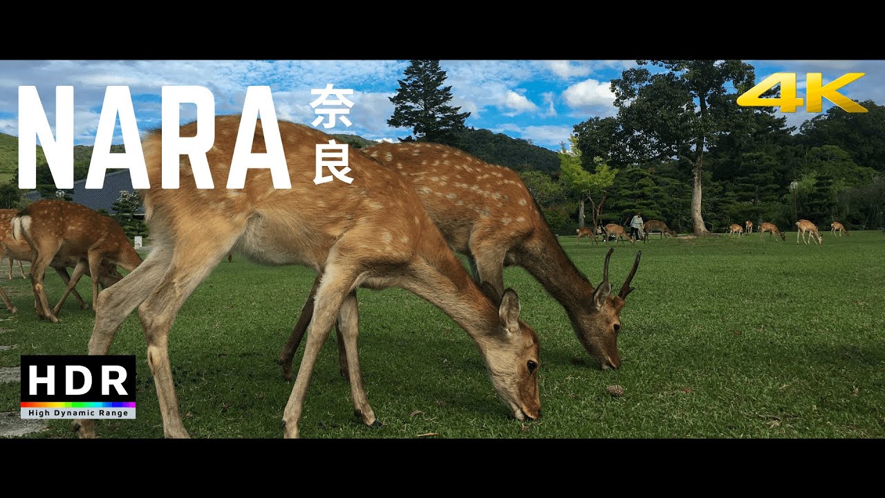 Nara, Japan - 21:9 Ultrawide 4K HDR - Deer in Nara Park - Cinematic Short