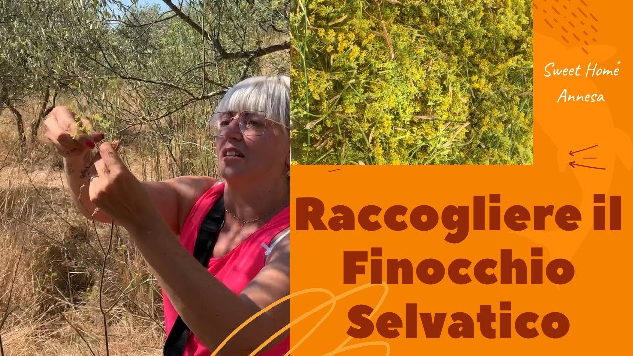 Come Raccogliere il Finocchio Selvatico Consigli e Tecniche per una Raccolta Perfetta
