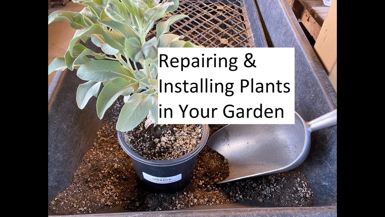 Repairing & Installing Plants in Your Garden