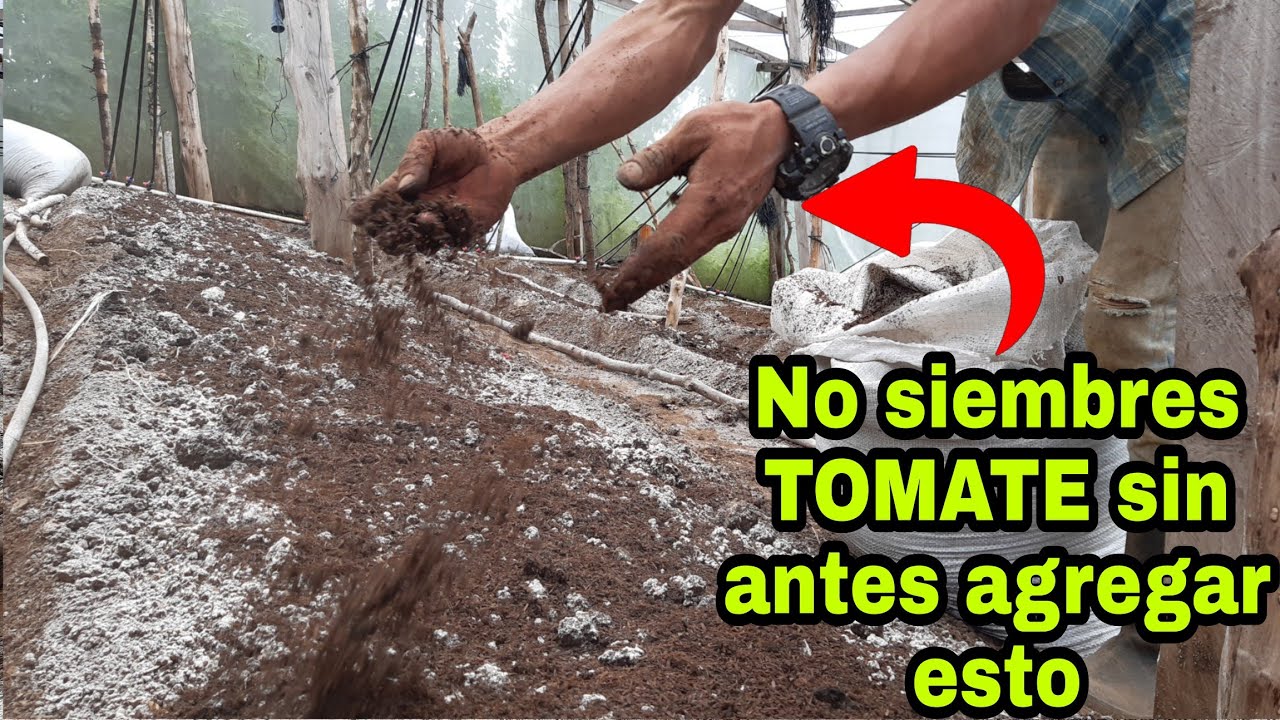 Que agregar al suelo antes de sembrar TOMATE/ Tus plantas crecerán súper rápido.