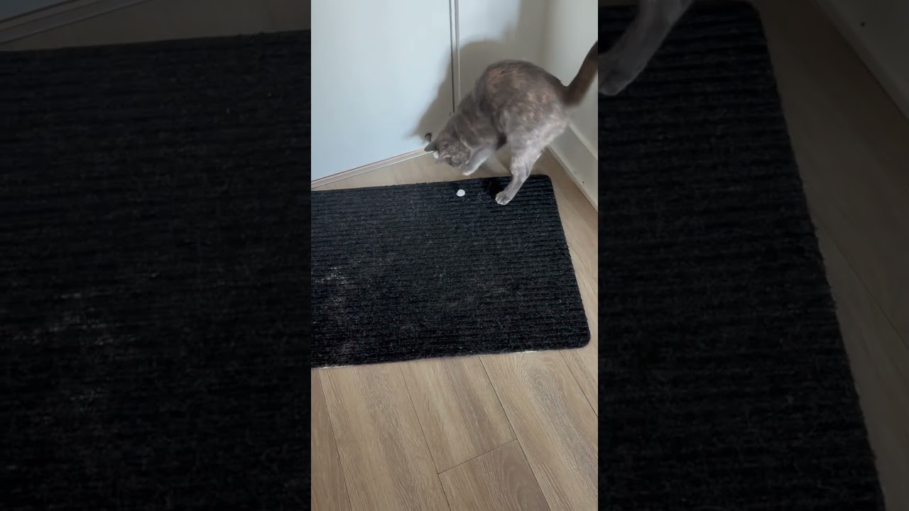 #cat #funny #fyp #explore #catcuriosity #catintelligence
