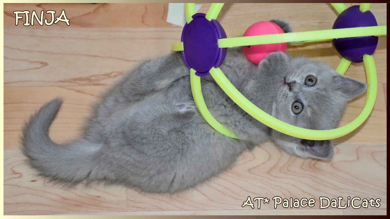 AT* Palace DaLiCats ❤ Babys F ❤ *19.02.2021 ❤ British Shorthair ❤ 54 days old