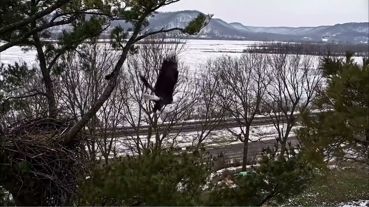 Mrs. T flies through main nest with talons full of fluff explore.org 1/8/2026