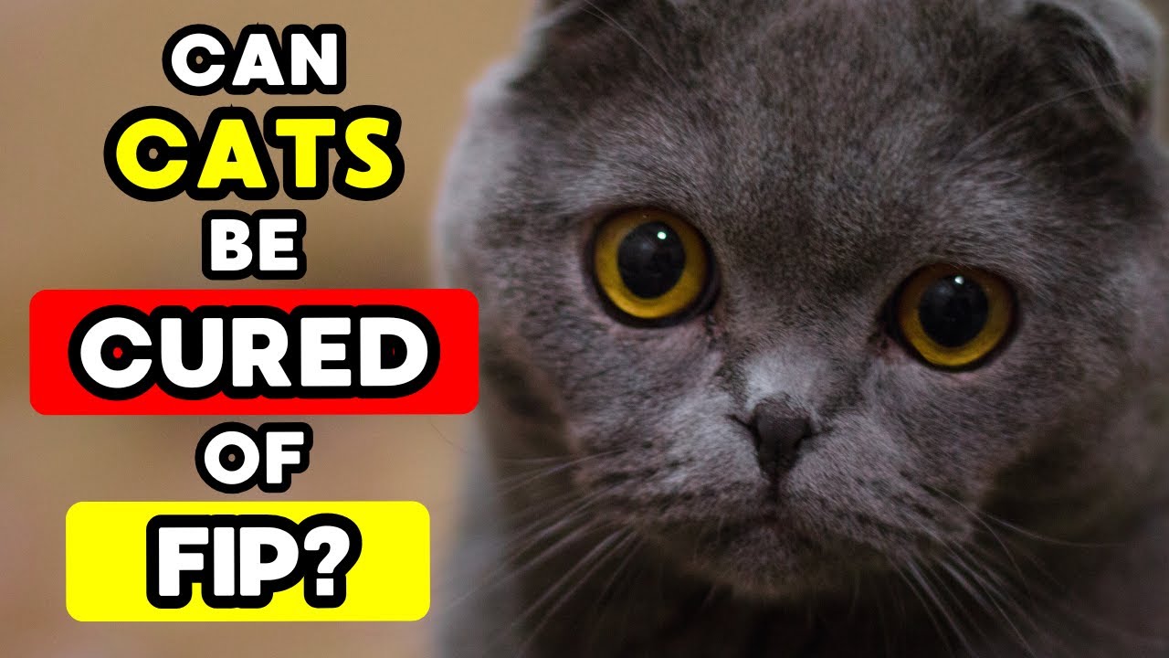 Can FIP be cured? The truth about the most devastating disease in cats