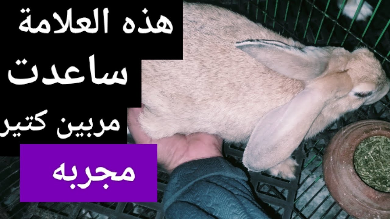 هذه العلامه ساعدت مربين كتير جدا بعد التلقيح اليك أهم 5 طرق لازم تكون عارفها فوراً 💯💯💯💯💯💯