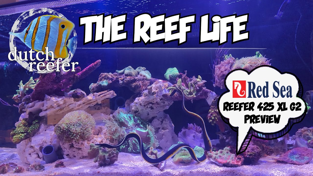 НОВЫЙ СТАРТ с Red Sea REEFER 425 XL G2 ПРЕДВАРИТЕЛЬНЫЙ ПРОСМОТР!
