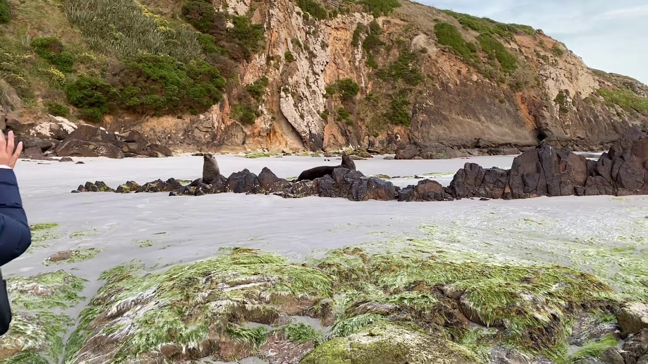 Seals on the Allans Beach (29-12-2020) Dunedin NZ