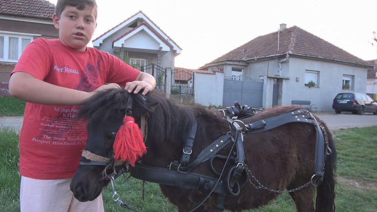 In vizita la Darius, baiatul cu poneii - 2018