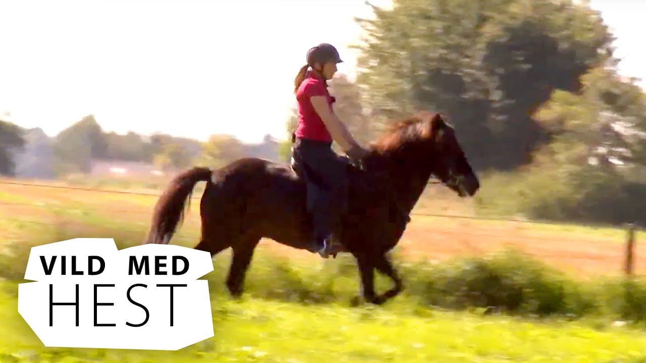 VILD MED HEST (4:21) Op på hesten igen