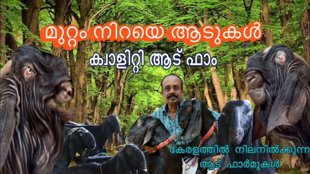 ദേഷ്യം വന്നാൽ കമ്പിവരെ ഒടിക്കും ഈ ആട്  goat farming malayalam