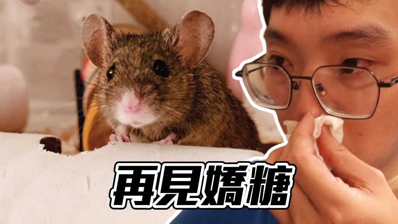 【維鼠日記】再見嬌糖。【維特】#115