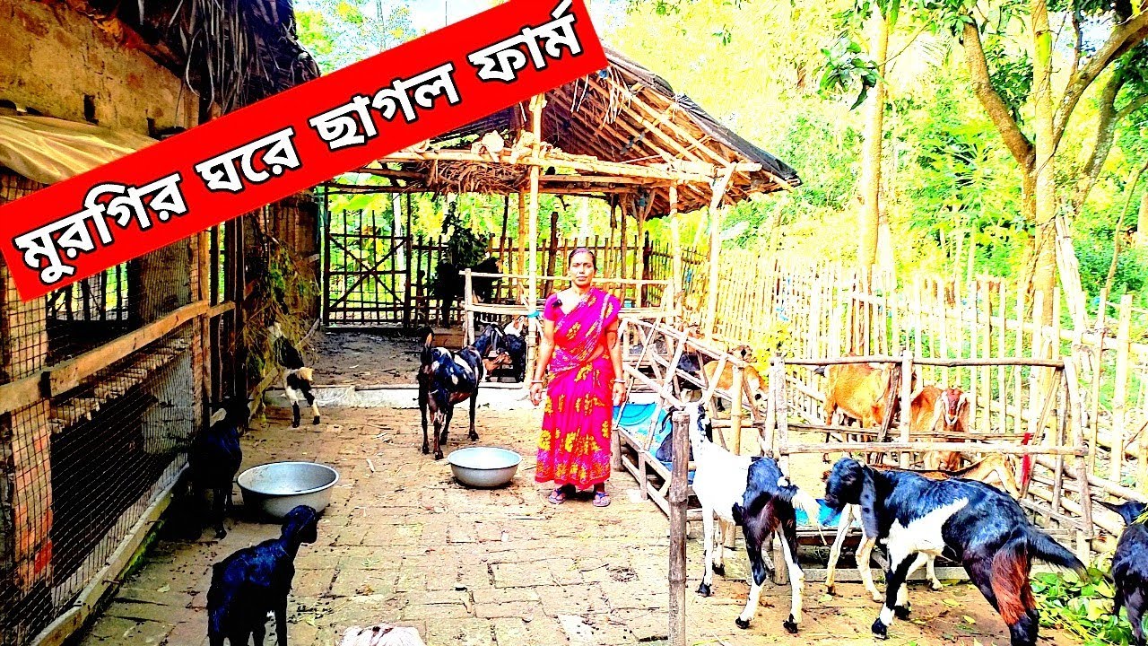 মুরগির ঘরে ছাগল পালন | মাধ্যমিকে STAR ⭐ পাওয়া দিদির Goat Farming