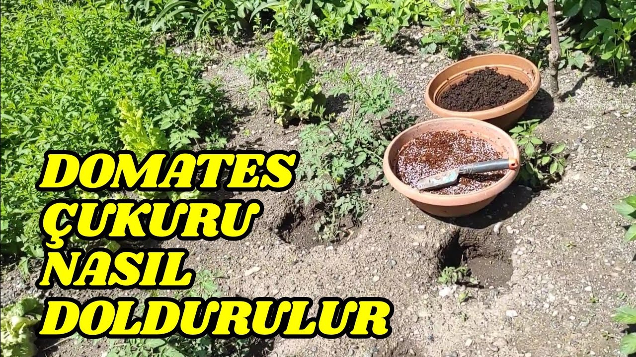 Domates Çukurunu Böyle Doldur