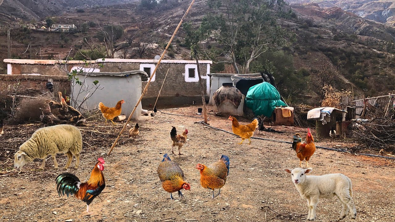 الحياة القرية الريفية تربية دجاج البلدي والأغنام والبيوت التقليدية في جبال الريف... #الحسيمة_المغرب 
