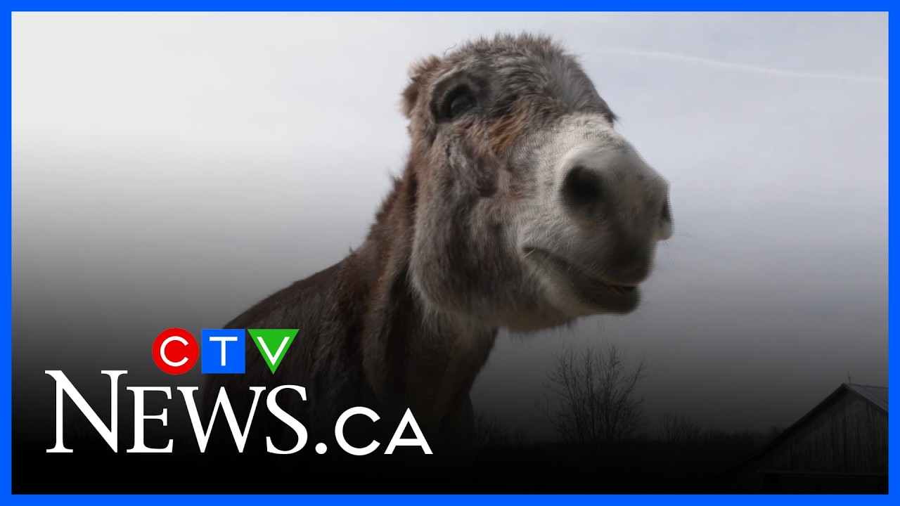 Rona campaign rubs donkey sanctuary the wrong way
