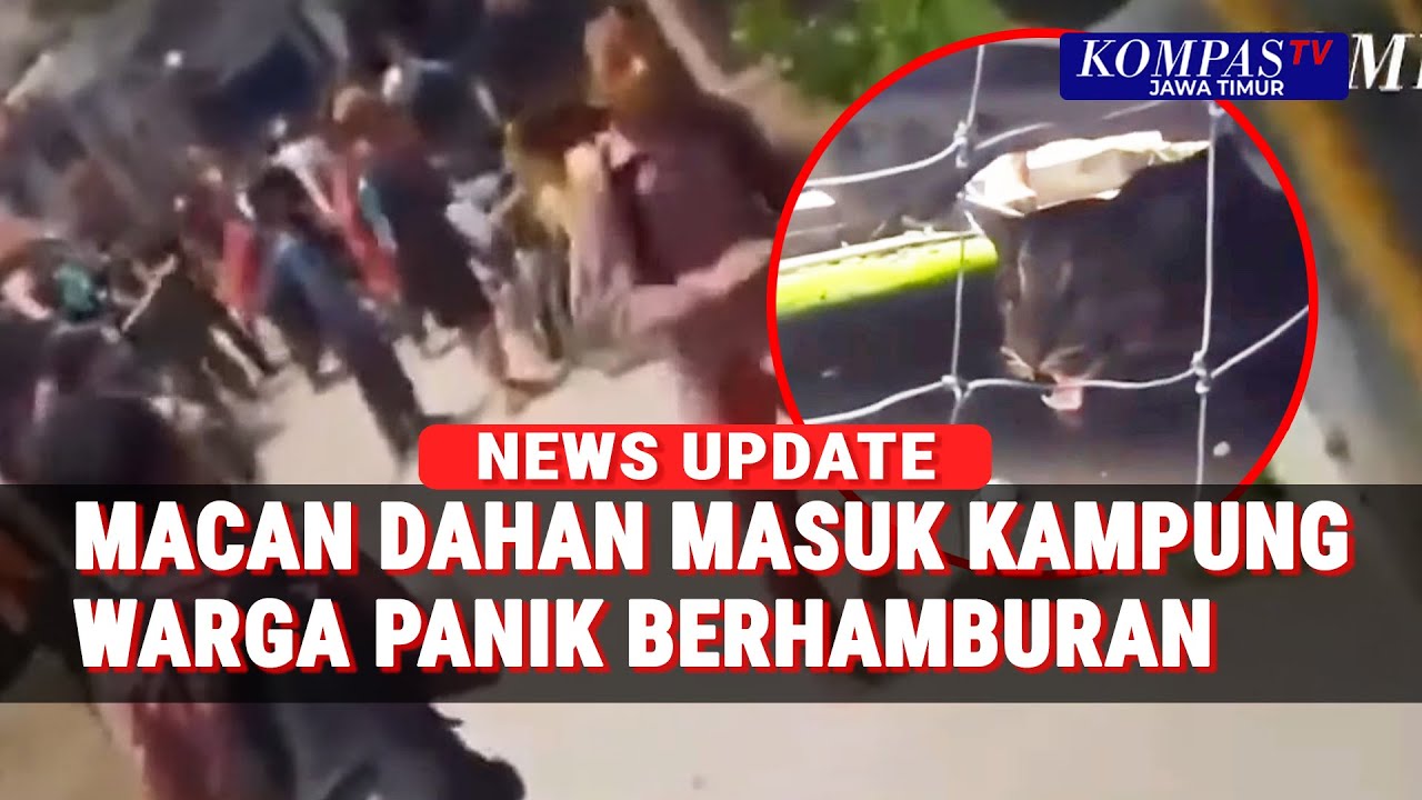 Warga Lahat Sumsel Digegerkan Macan Dahan Masuk Permukiman
