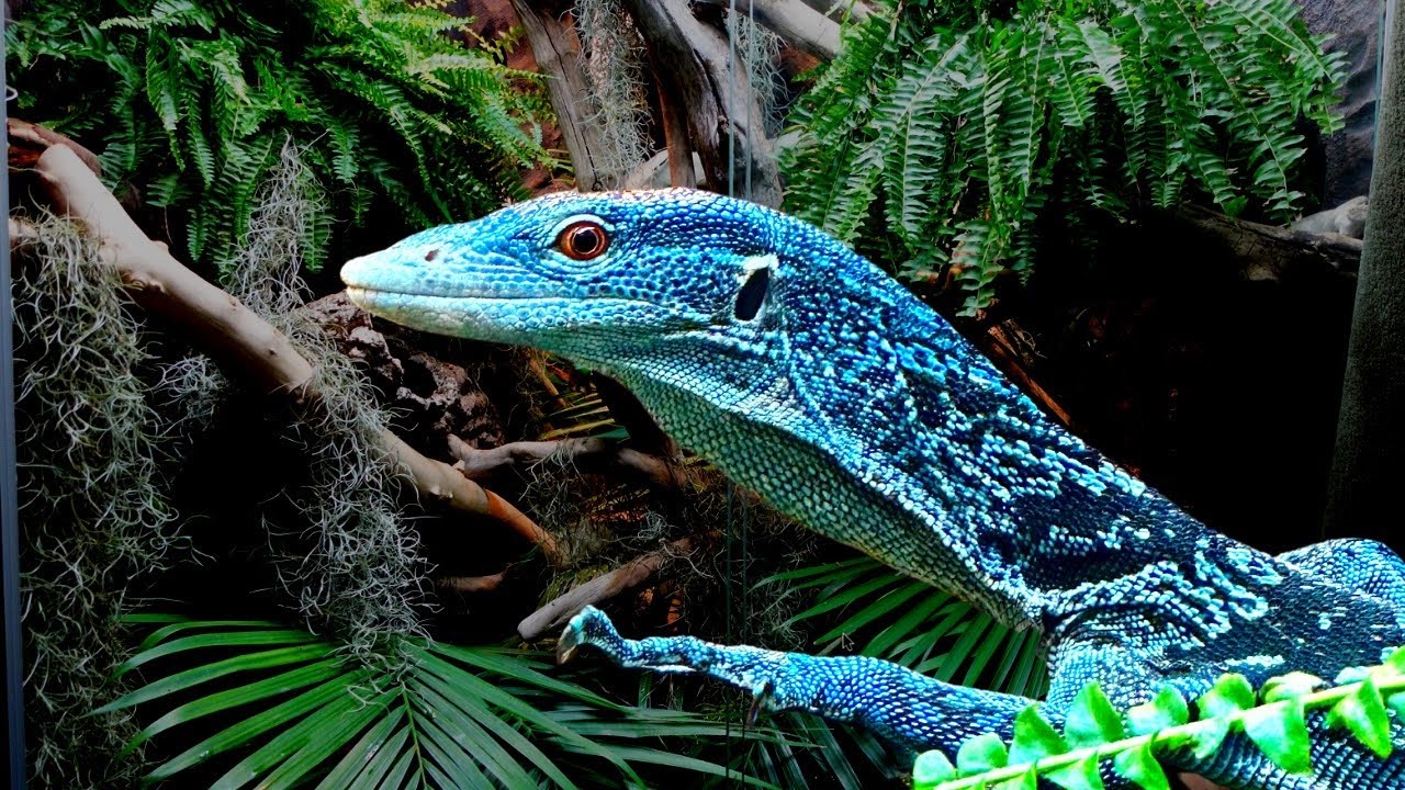 GIANT Blue Tree Monitor Enclosure/Setup Update !