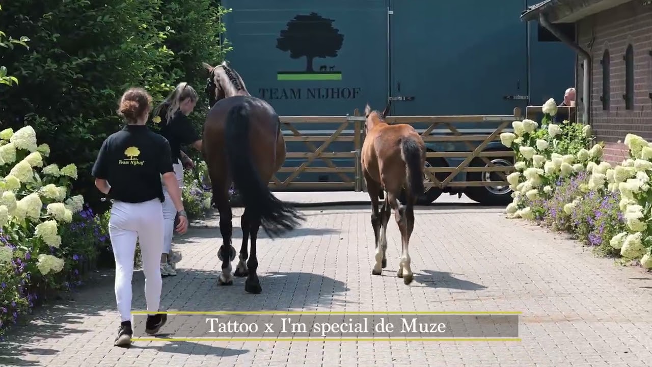 46 Vive la vie (Tattoo TN x I'm Special de Muze x Quite Easy