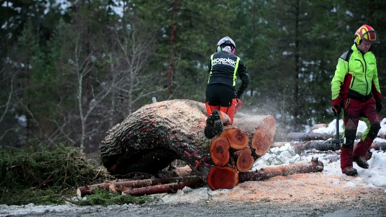 Deling av stort alm stamme med Husqvarna 3120xp før den går på sagbruk.