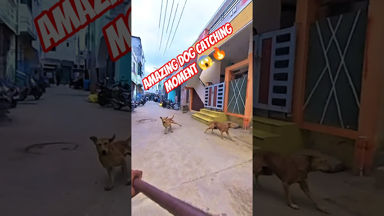 Running Dog Miss Catch #streetdogrevival #shorts #ytviral #catch #dog