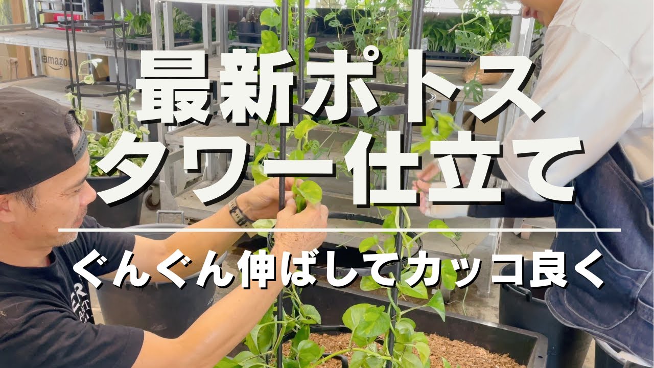 【ジャパン ポトス サミットへ向けて】ポトスを使ってタワー仕立てに挑戦