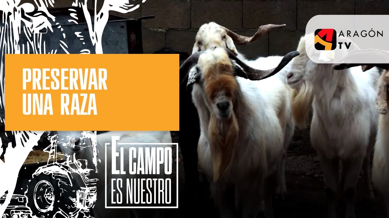 La importancia de dejar machos para preservar una raza