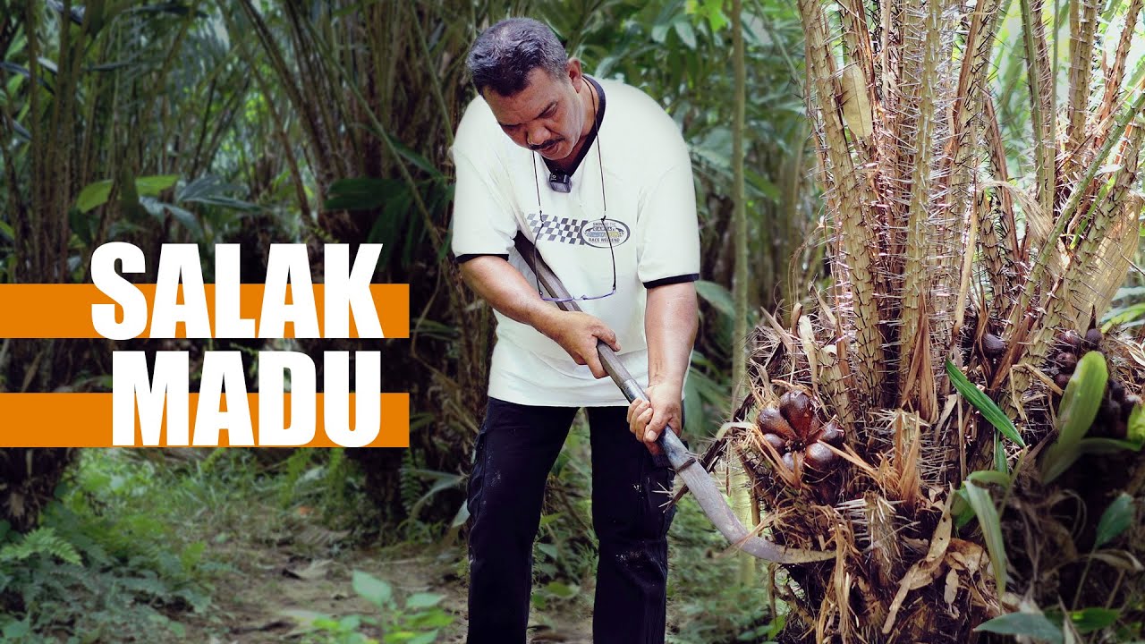 VLOG Tanaman Salak Madu Sidam Kedah
