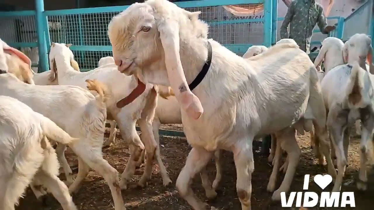 #Sojatgulabigoat for sale 9828606818.