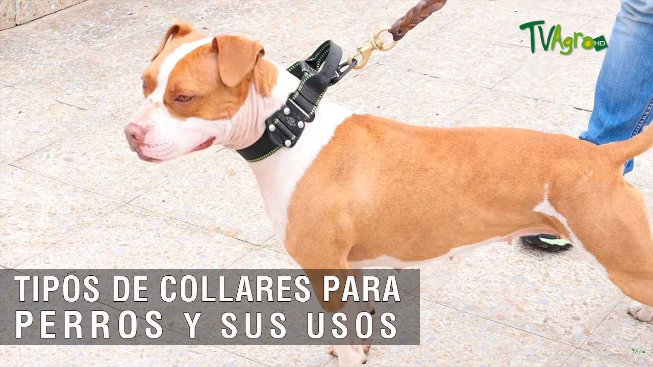 Tipos de collares para perros y sus usos - TvAgro por Juan Gonzalo Angel Restrepo