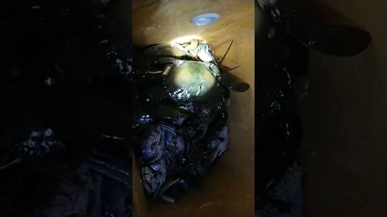 ang lalaki ng alimango na nahuli nmin guys #subscribe  #crabs