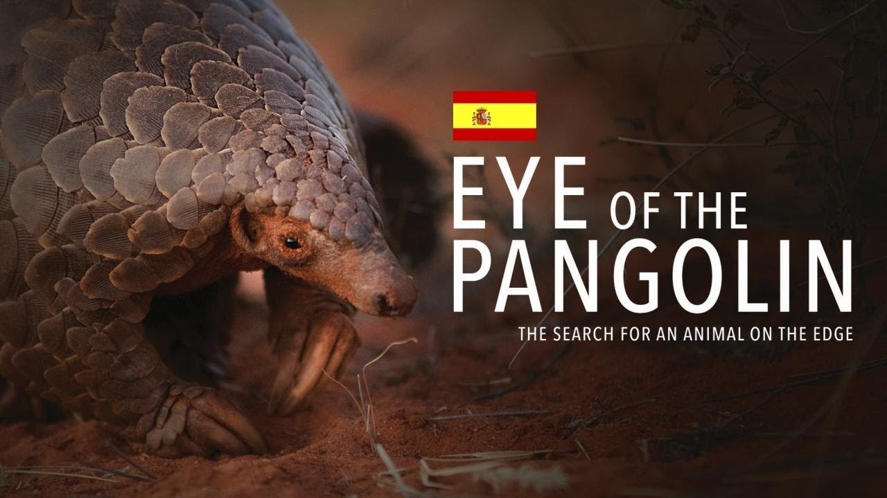 EL OJO DEL PANGOL&Iacute;N. Espa&ntilde;ol. La Pel&iacute;cula Oficial [HD].