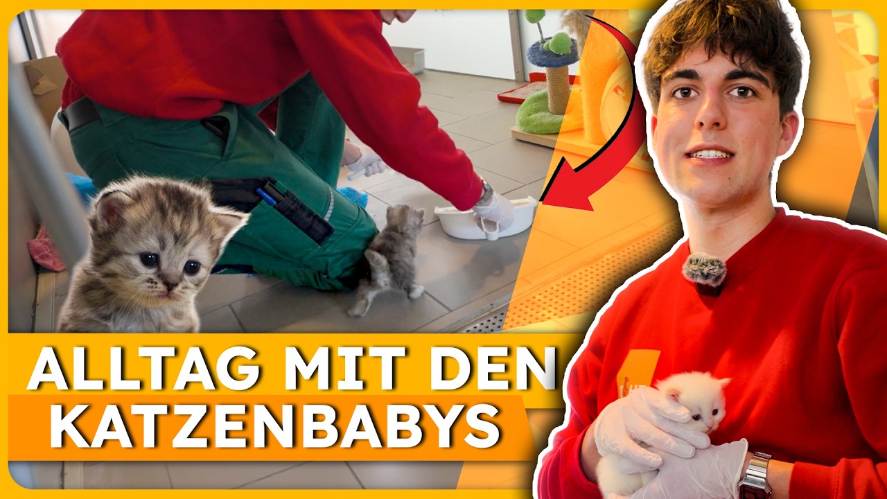 Azubi Joscha und die Babykatzen I Tierschutz & Tierheim Berlin