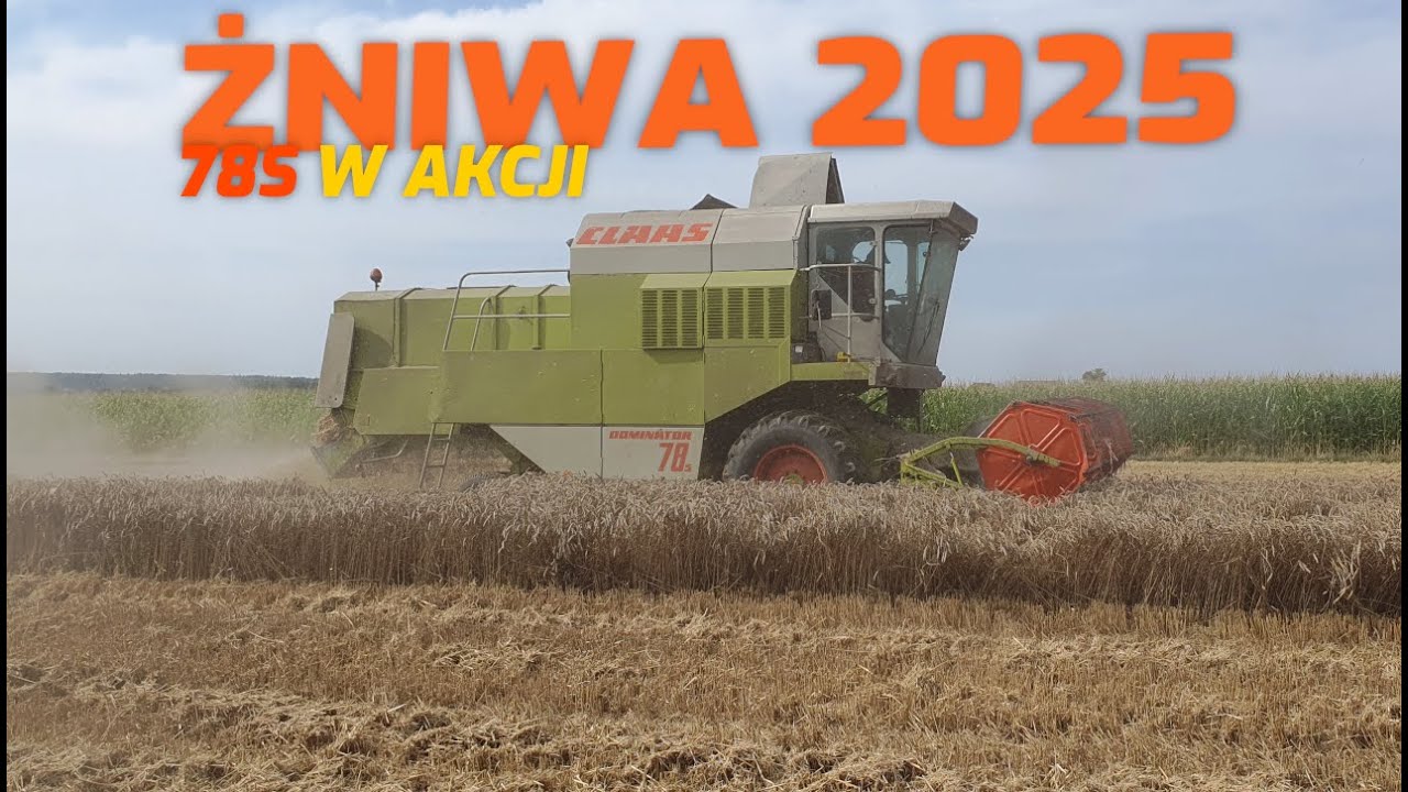 Żniwa 2025🔥CLAAS Dominator 78S🔥Koszenie pszenicy✅☆Przyczepa WIELTON☆