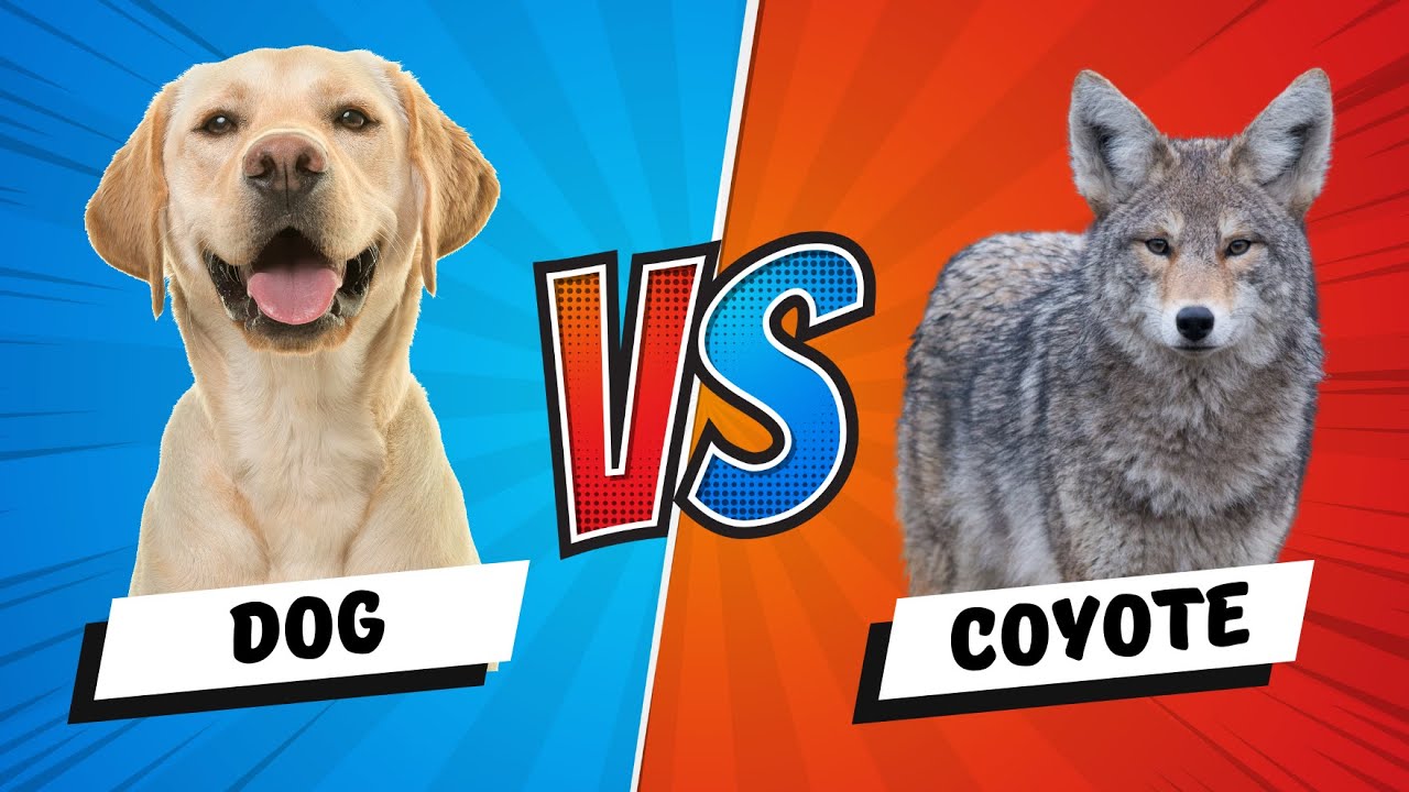 Dog vs Coyote: 5 Key Differences (Plus Who Wins a Fight?)