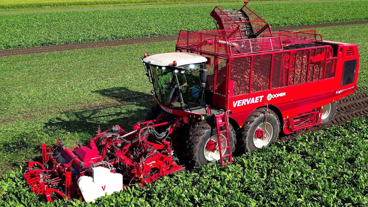 Cichorei rooien | Chicory harvest | Chicorée roden | Vervaet Evo 625 | Fendt | Miedema | Oogst 2023