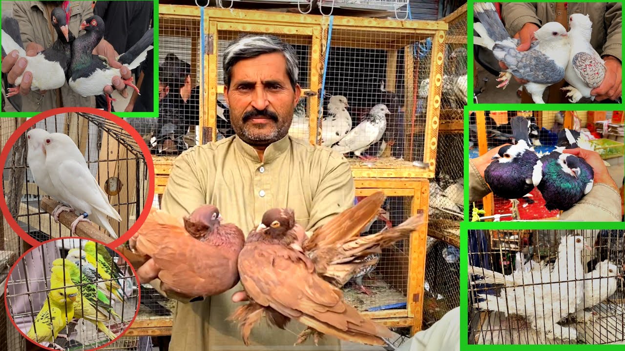 Juma Bazar Fancy Kabootar Mandi Rawalpindi | Latest Update Fancy Pigeon Market Price 15/11/2024