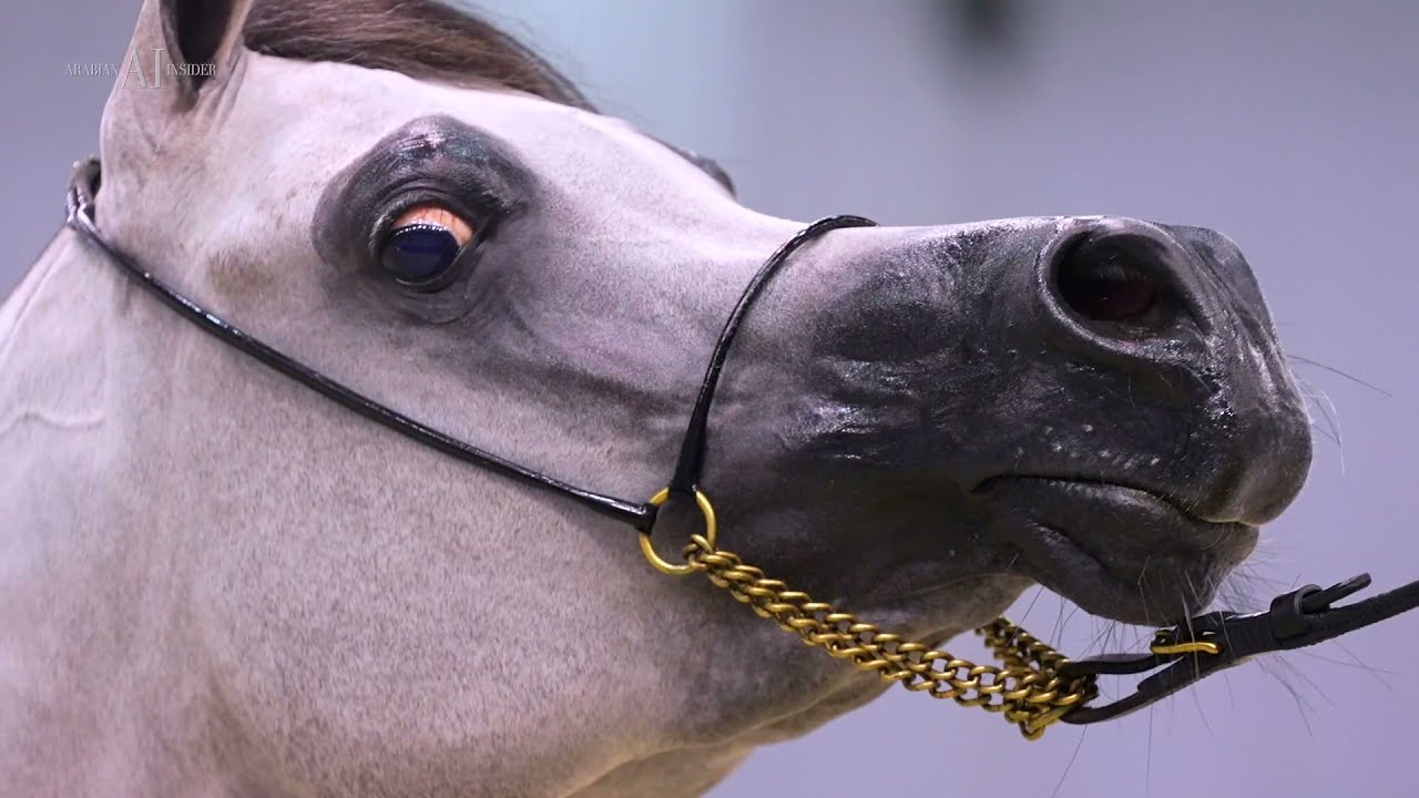 🌟⁣ DUBAI STUD 🌟⁣ Achievements, DUBAI INTERNATIONAL ARABIAN HORSE SHOW 2021