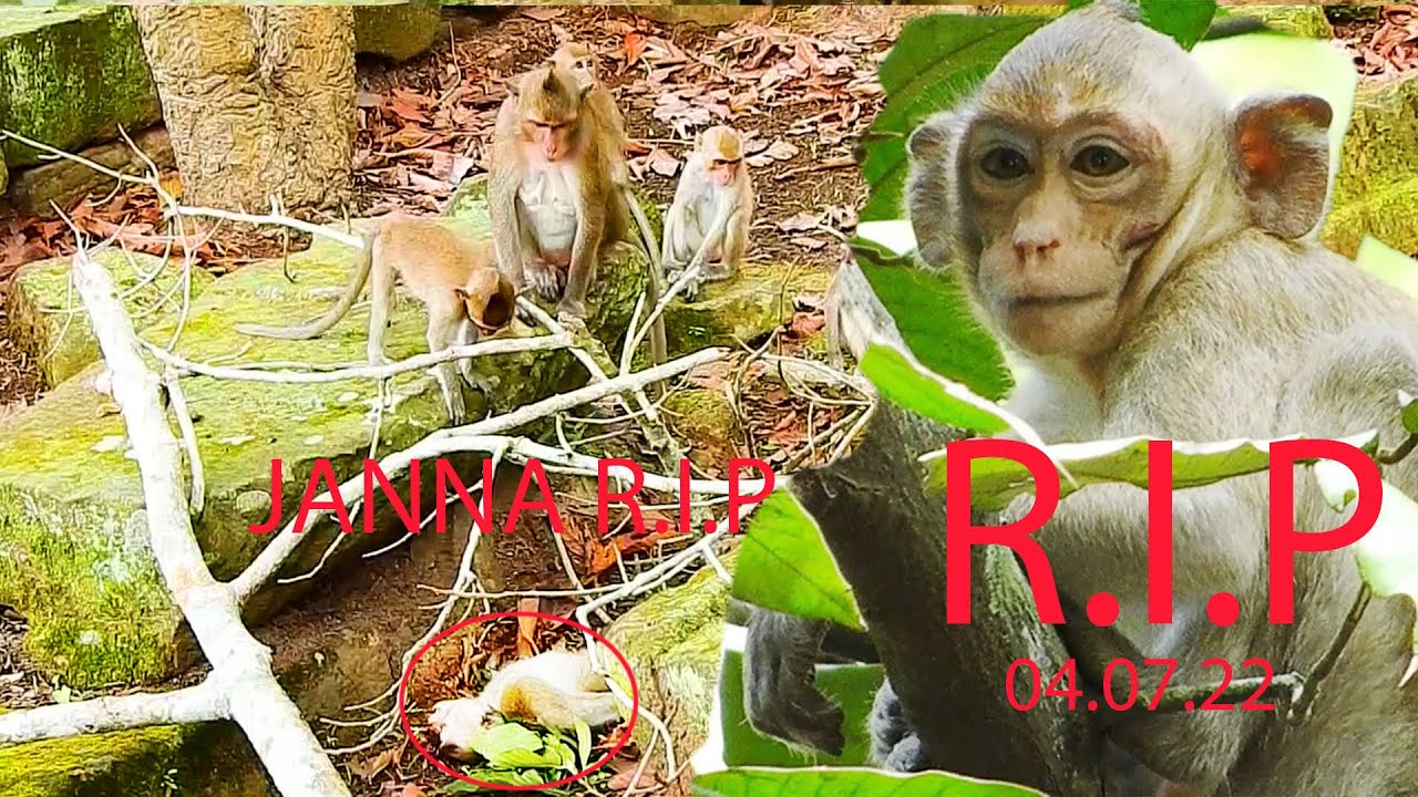 JANE MONKEY LOST JANNA MONKEY FOREVER MAKE HER GETTING BAD FEELING & SO SAD.
