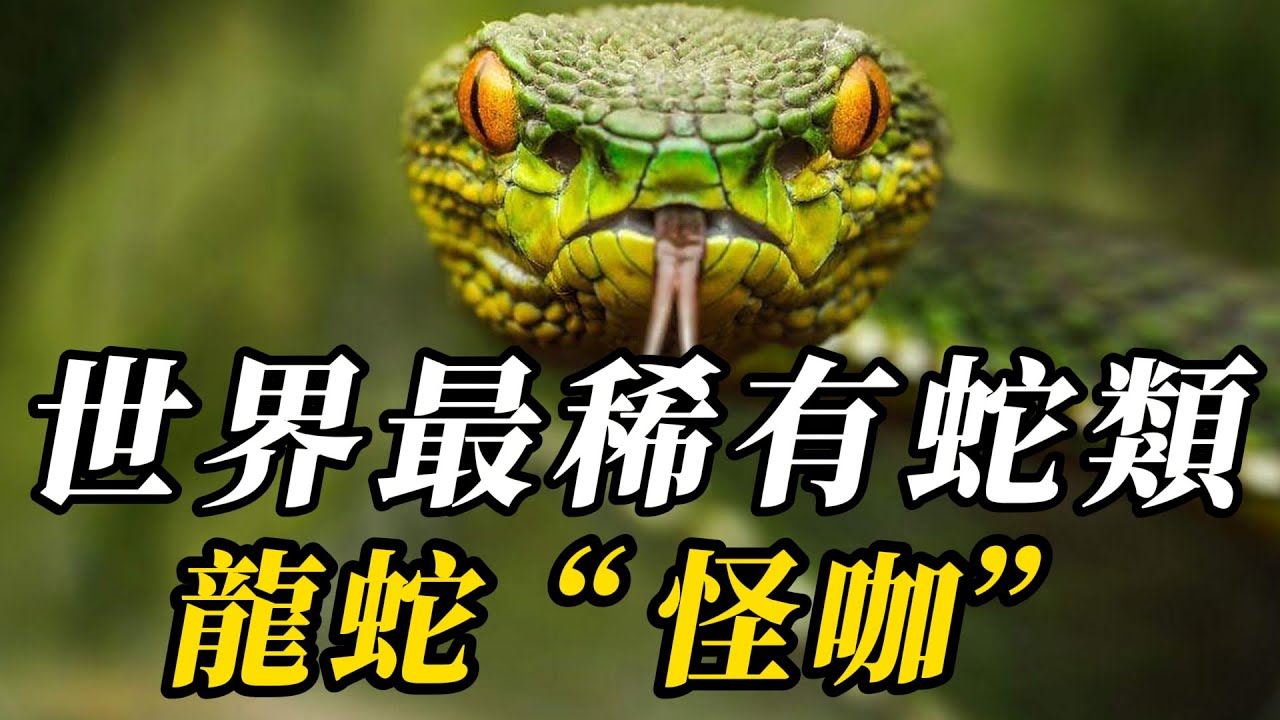 全世界最稀有的10種蛇類，第八名被稱&ldquo;挖眼蛇&rdquo;，妳絕對沒見過！第壹名形態怪異，讓人不敢直視！#世界之最 #动物 #百科密码 #科普 #动物世界