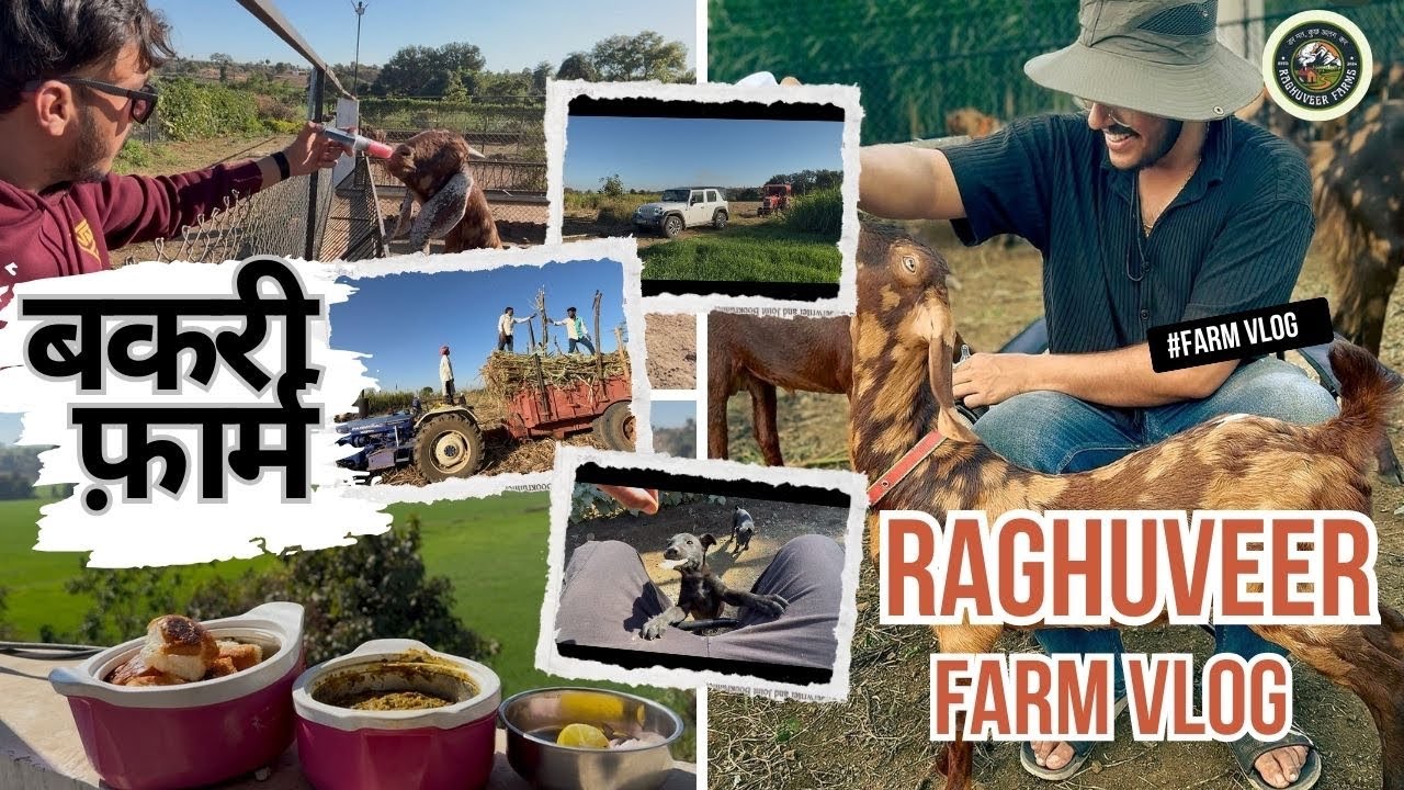 Goat farm reality 💸 Subah se shaam ❤️FARM ROUTINE | Raghuveerfarms 