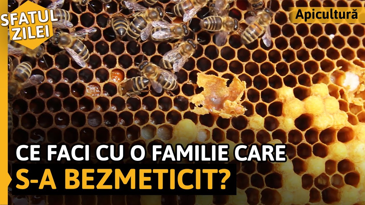 Ce faci cu o familie CARE S-A BEZMETICIT? [Sfatul zilei]