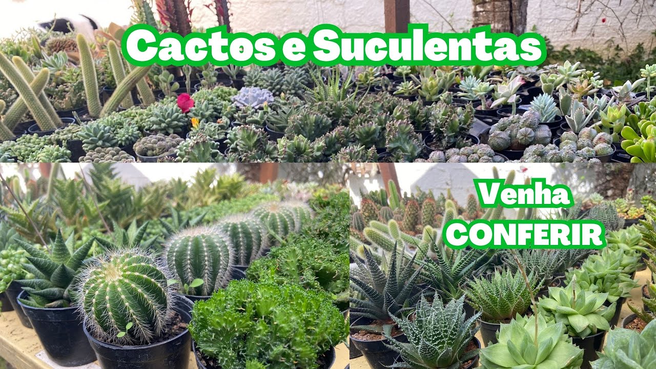 Cactos e Suculentas disponíveis para venda - Enviamos para todo Brasil