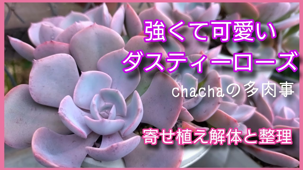【多肉植物】強くて可愛いダスティーローズ🌱寄せ植え作り直しと多肉の整理しました🌱