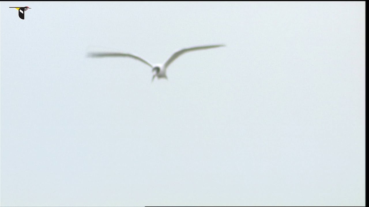 A Common Tern fishing